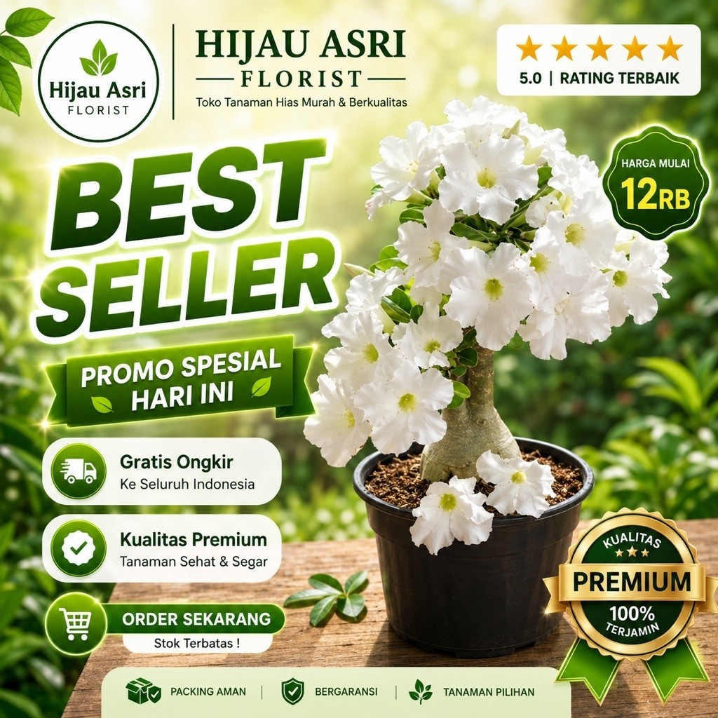 Tanaman Hias Adenium Bunga Tumpuk Putih | Adenium Kamboja Jepang
