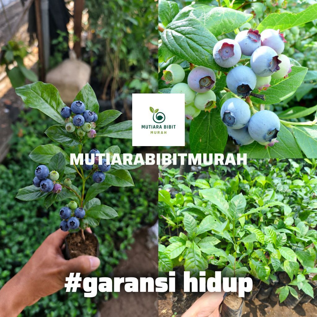 Barm Bibit - Dapat 2 Bibit Tanaman Blueberry Import Hasil Cangkok