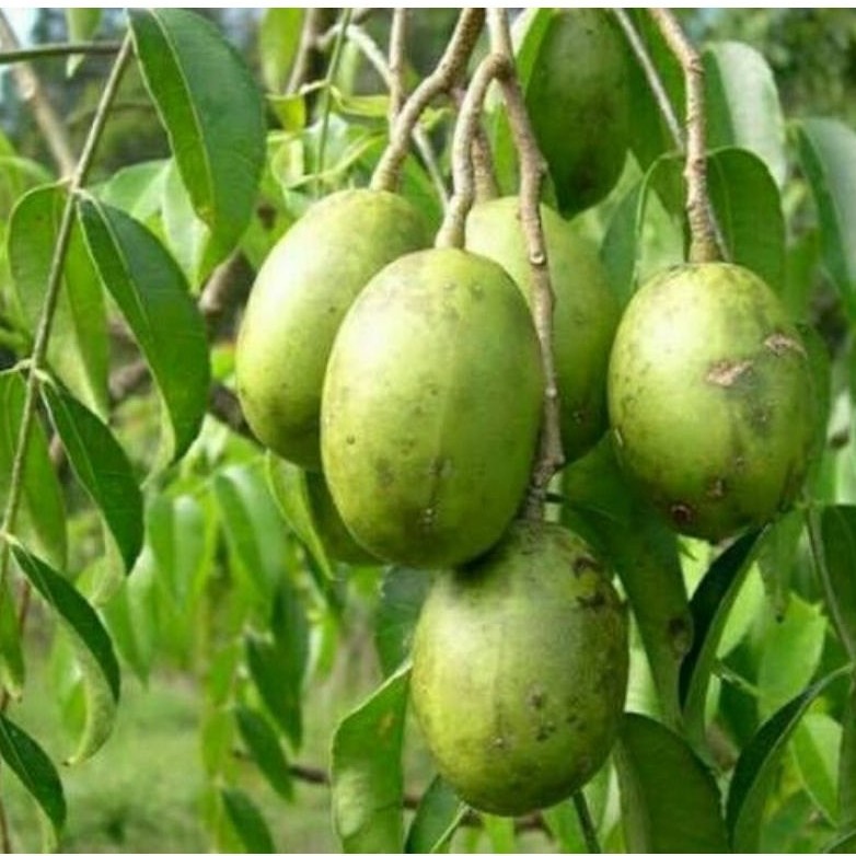 Bibit tanaman kedondong