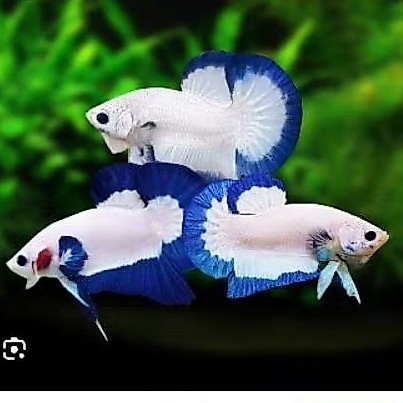 Ikan Cupang Blue Rim Plakat Jantan hiasan kamar