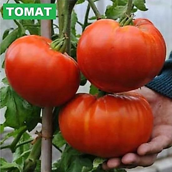 Terbaru Tomat Jumbo / Tomat Raksasa 3 Biji / Benih / Bibit Tomat Jumbo