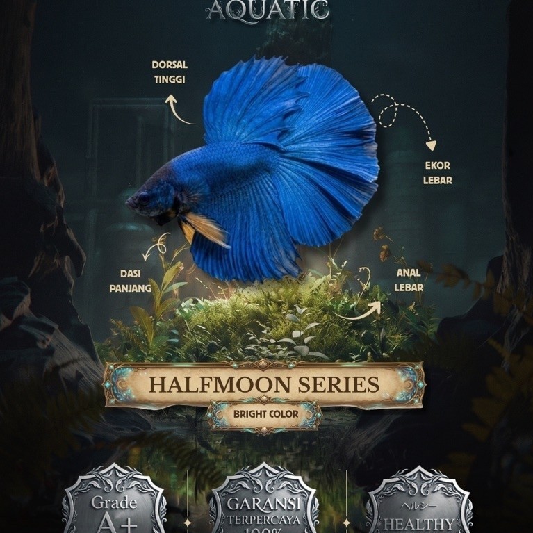 Aksesoris Aquarium - Halfmoon Rosetail Solid Blue Big Size