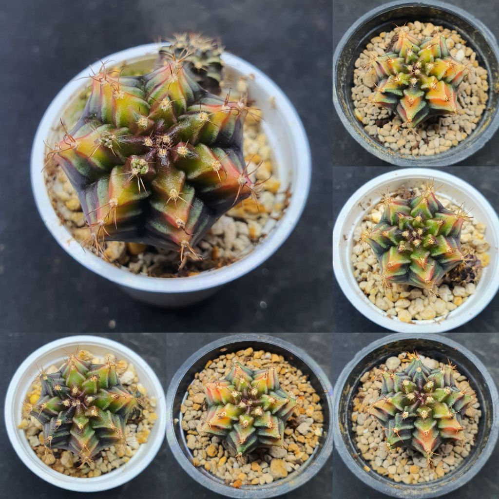 Kaktus Gymnocalycium id "Rootbeer" (Gymnocalycium mihanovichii)