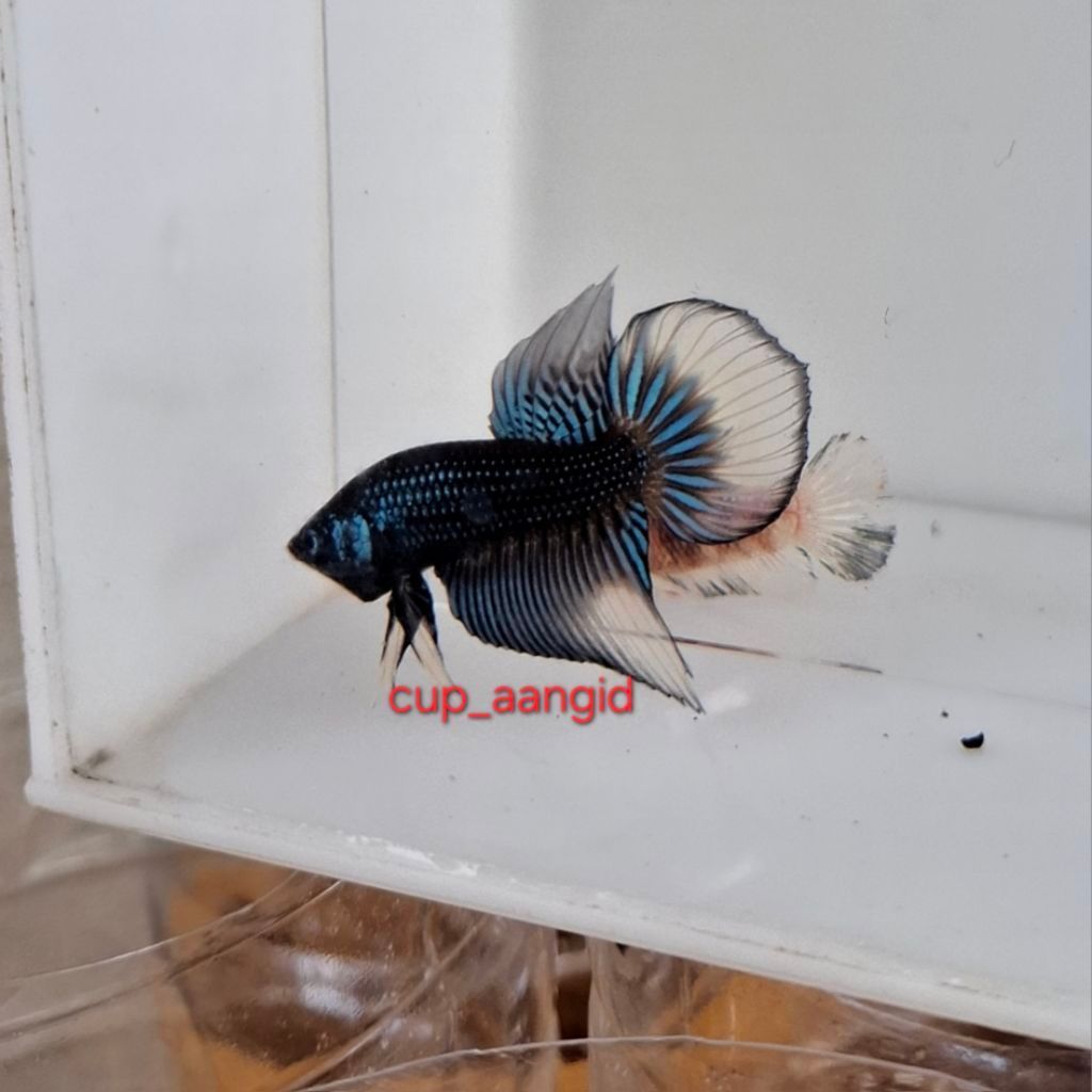 Akrilik cupang imbellis blue/green size M