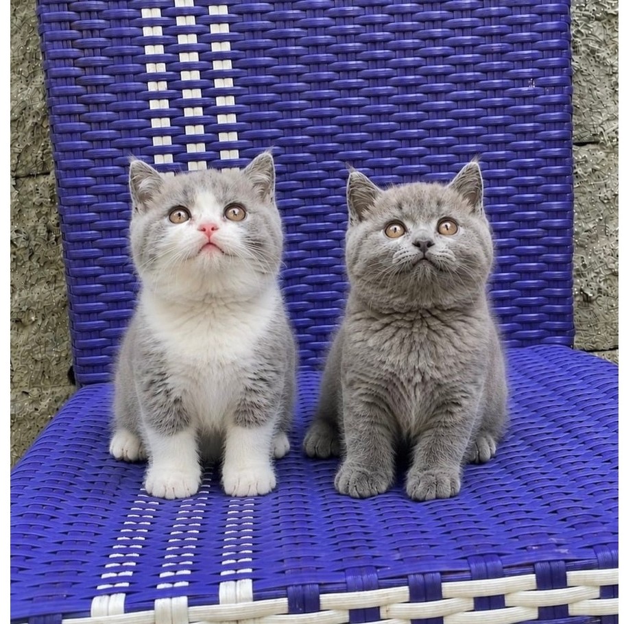 Anak kucing ras british shorthair / British shorthair kitten