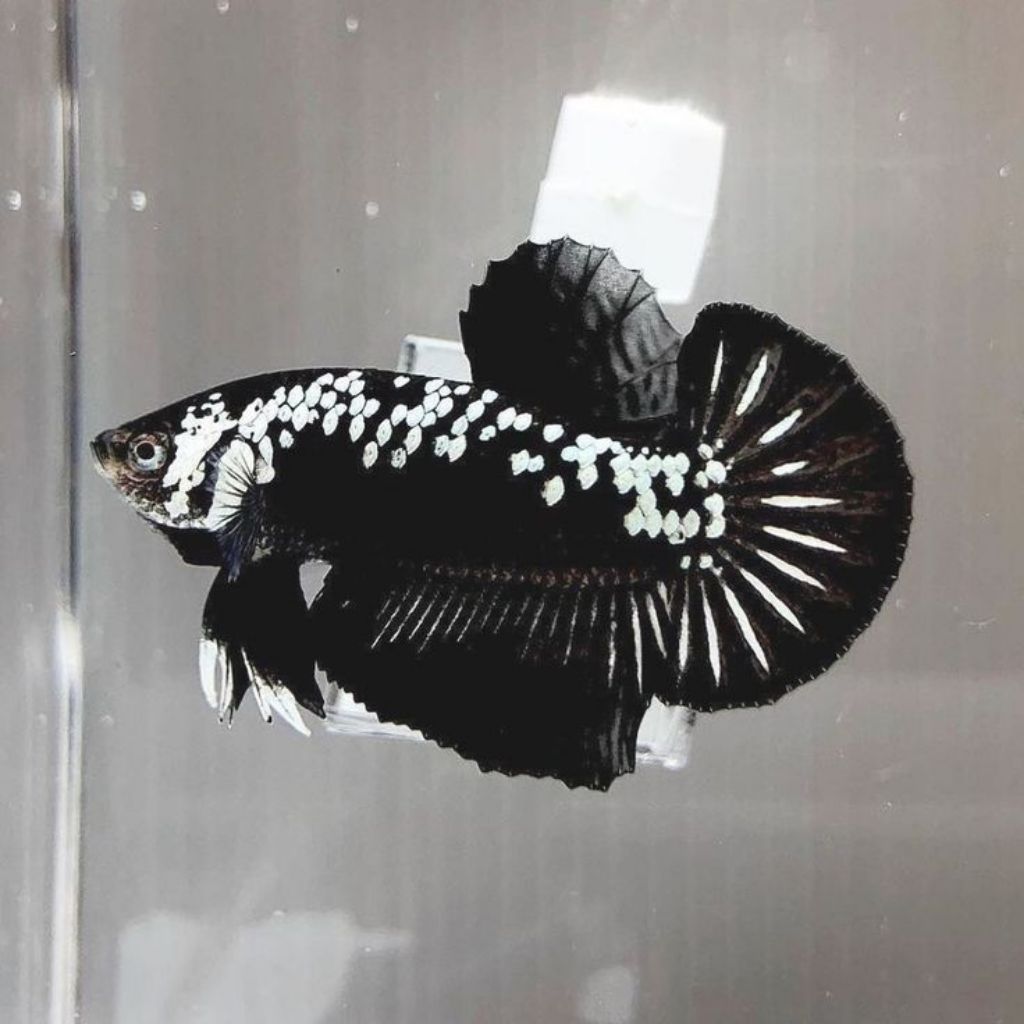 Ikan Cupang Hias Halfmoon Rosetail Size M - Warna Acak, Garansi Hidup,