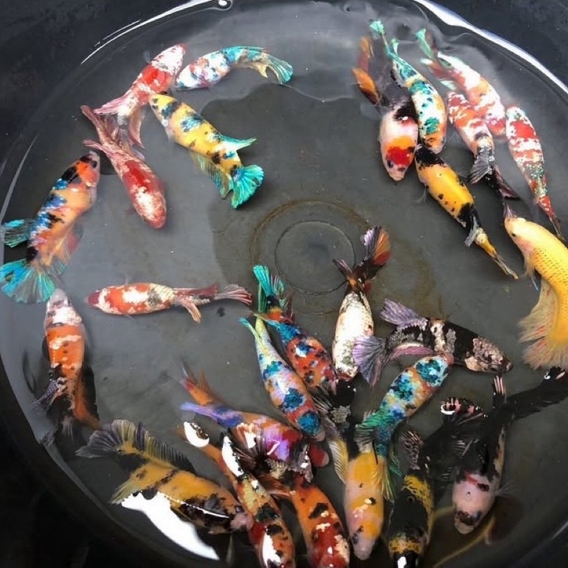 cupang betina multicolor full warna siap di ternak