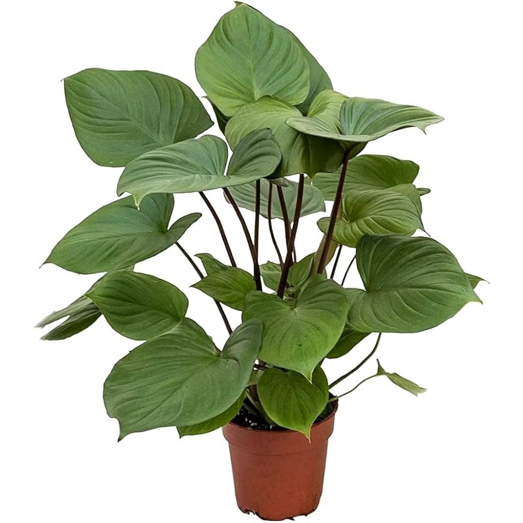 TANAMAN HIAS HOMALOMENA - tanaman homalomena