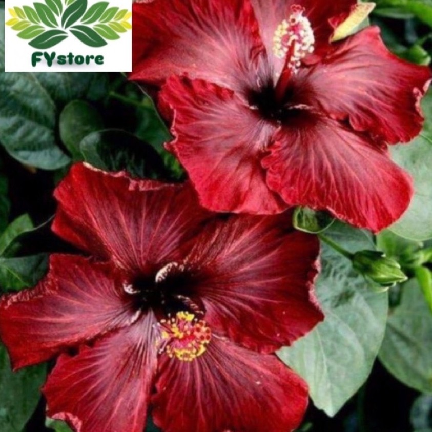 Bunga Sepatu Merah Maroon - Bunga Hibiscus maroon