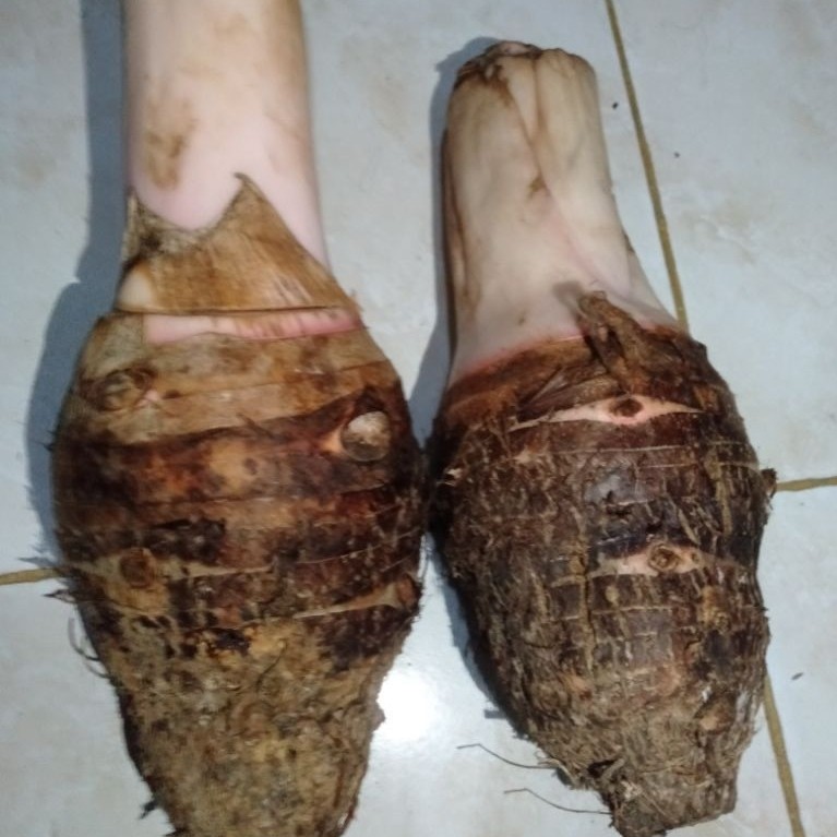 Umbi Talas Bentol Bentoel Bentul segar