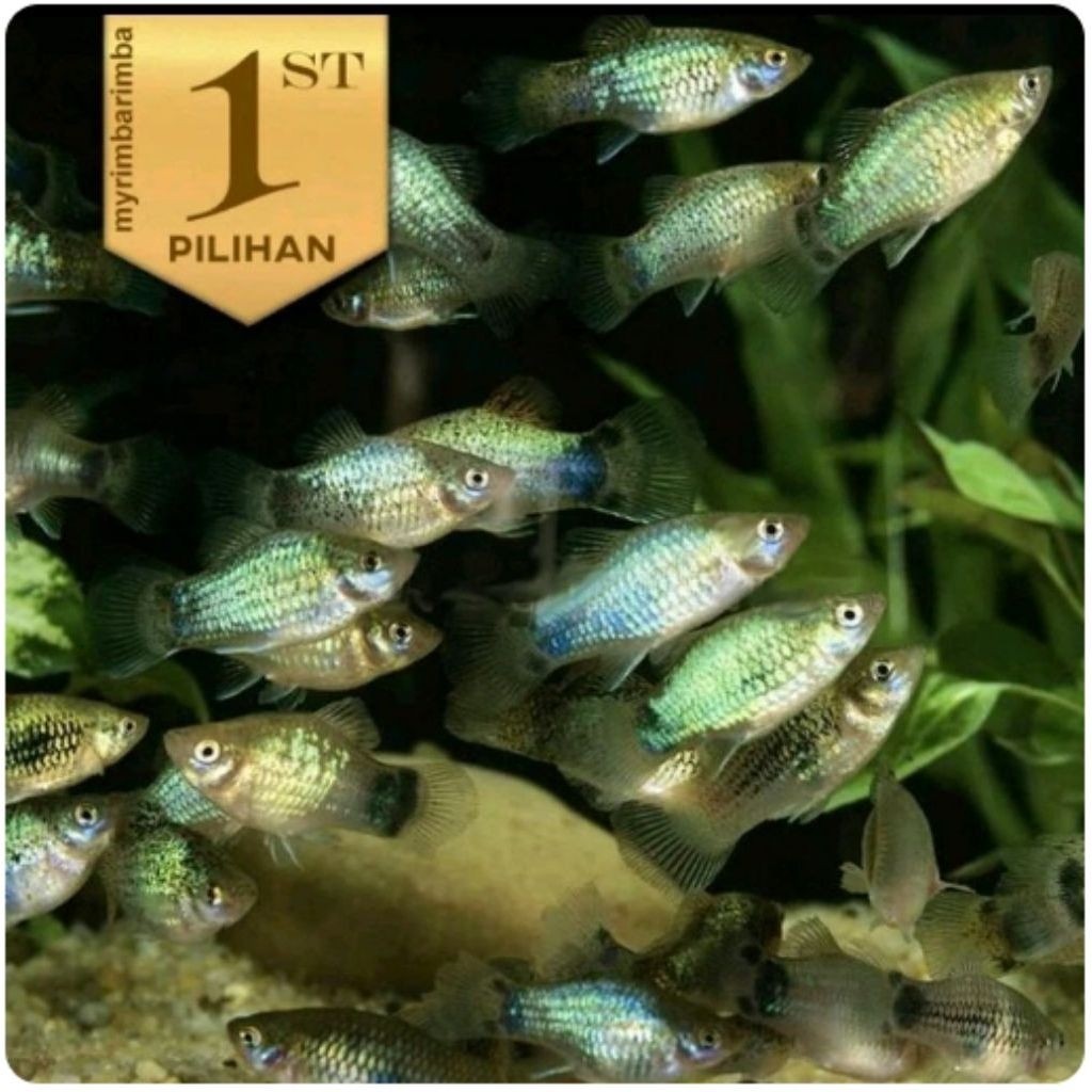 Pasukan ( Isi 10)Blue Grey Metalic Platy Ikan Hias Aquascape Hiasan Aquarium Tanaman Air