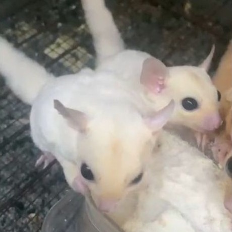 Sugar Glider Leucistic
