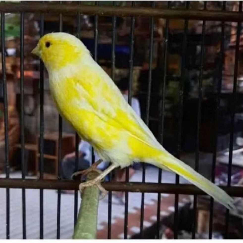 KENARI AFS pilihan jantan
