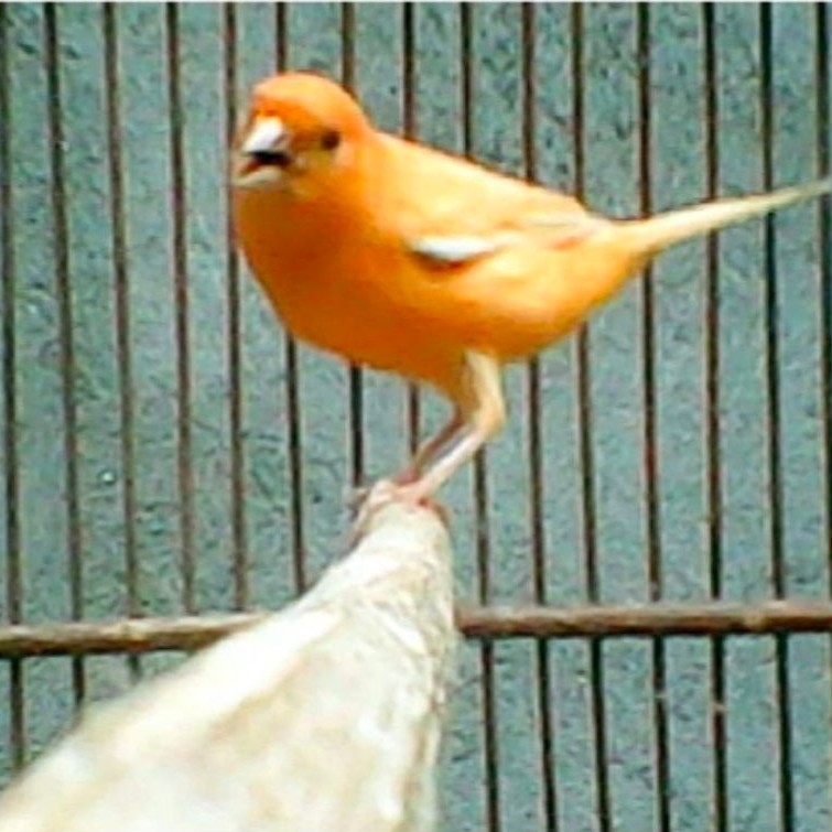 KENARI LOPER GACOR (bunyi rajin)