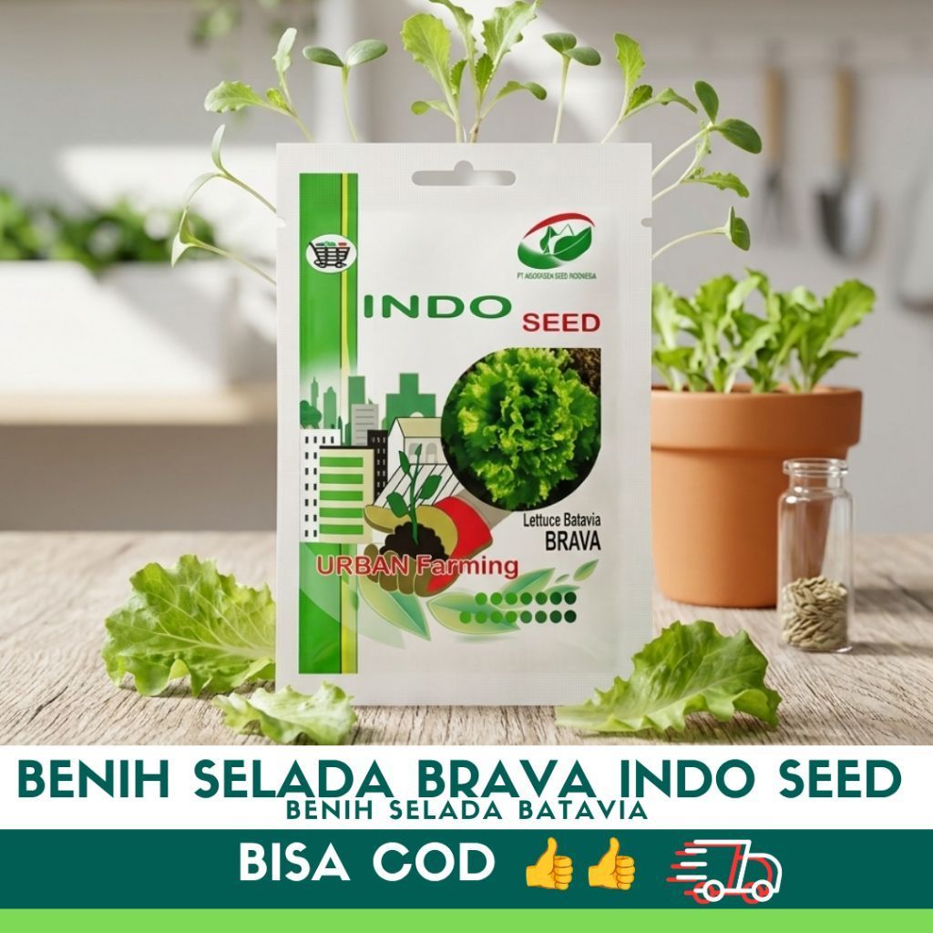Benih Selada Brava 1gr selada bataviaS SELADA BRAVA INDO SEED