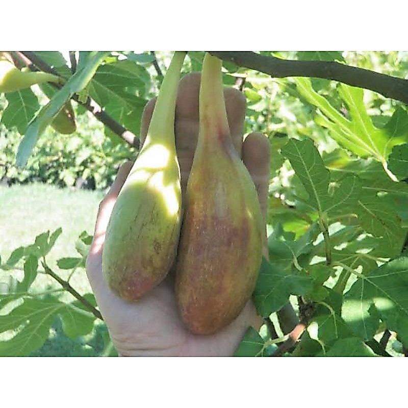 bibit tin jenis LDA - bibit pohon tin jumbo lonjong unggul