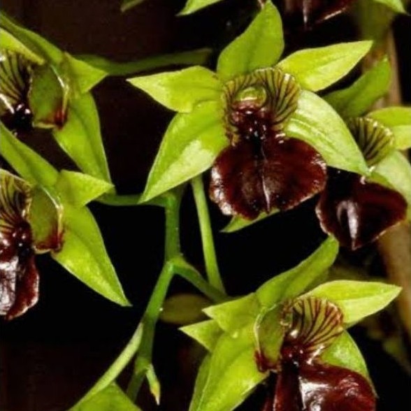 dendrobium bifalce x spektabile pra dewasa