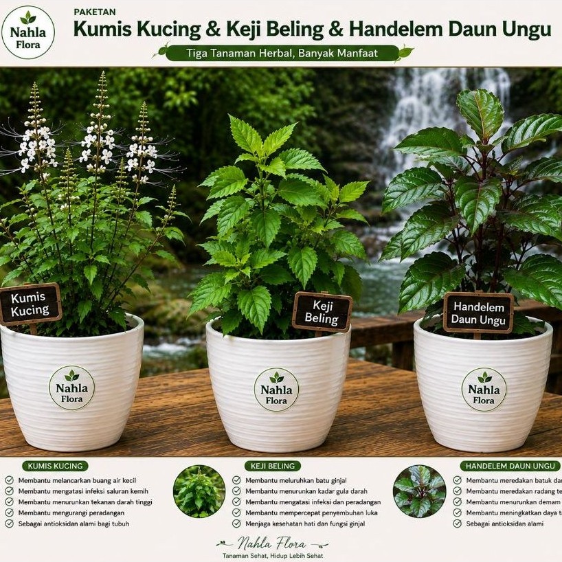 PROMO Sepesial 3 tanaman herbal kumis kucing keji beling & handekrm daun ungu siap di tanam