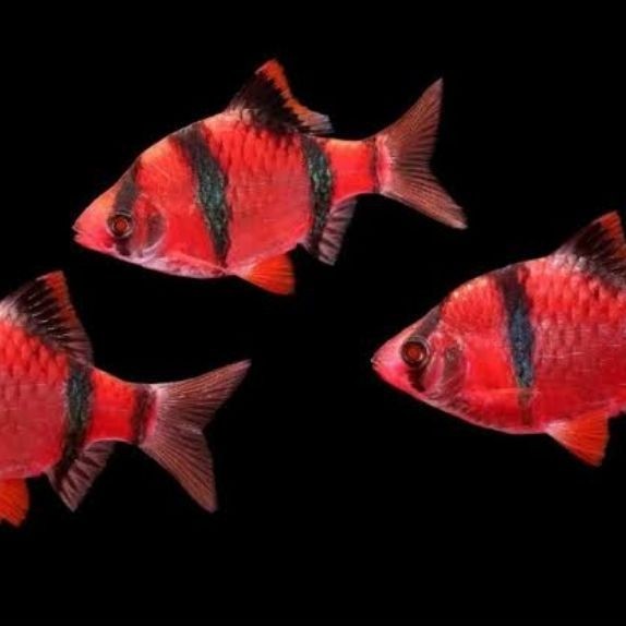 IKAN HIAS SUMATRA TIGER GLOWFISH MERAH PER EKOR