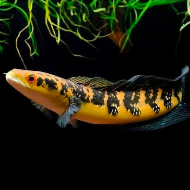 ikan chana maru/ys /yelow sentarum