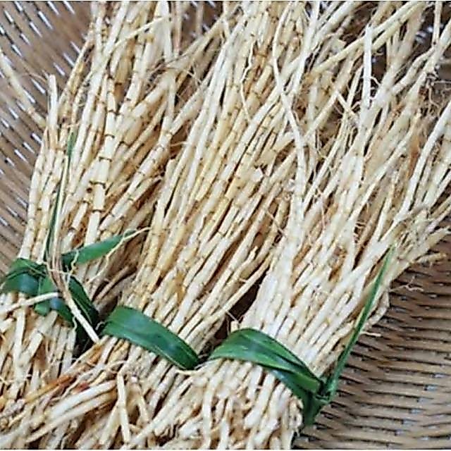 Akar Alang Alang Segar 500 Gram | Akar Alang-Alang Fresh