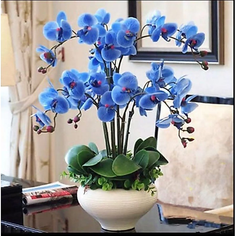 biji benih bunga anggrek biru