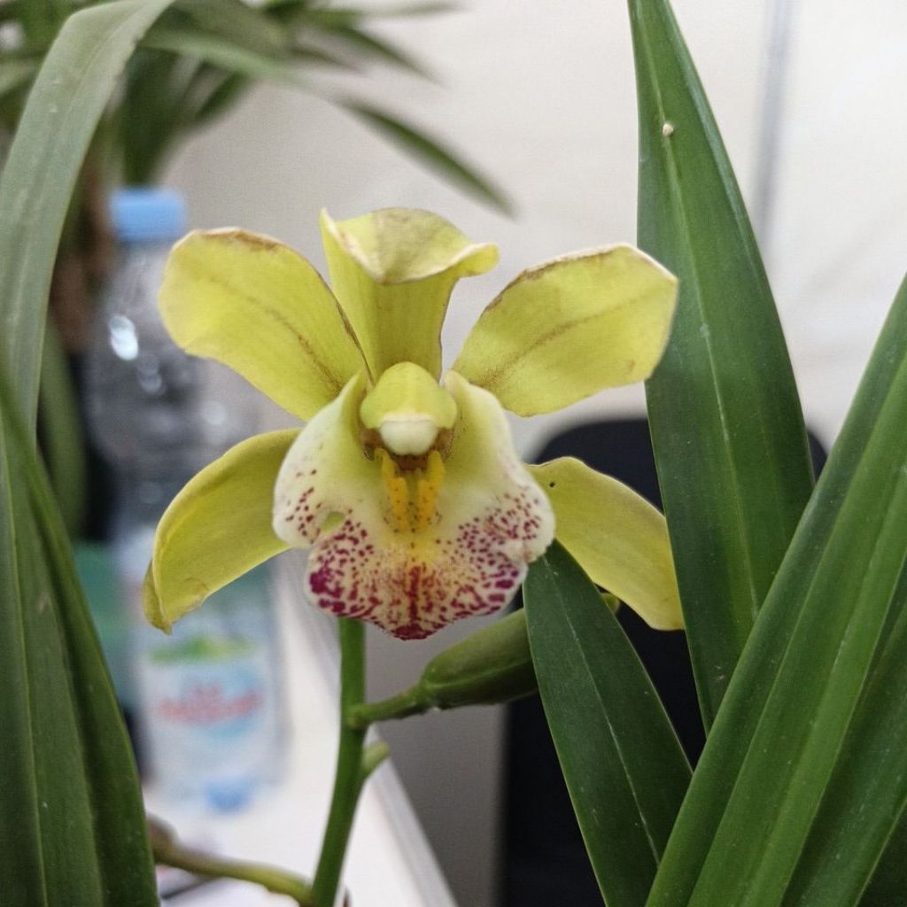 CYMBIDIUM GREEN APLLE // CYMBIDIUM HIJAU // CYMBIDIUM AUSIE // ANGGREK TANAH // ANGGREK MURCE