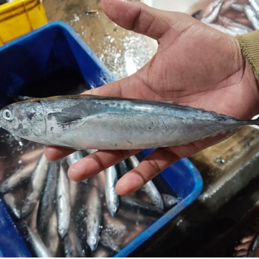 Ikan Tongkol Lisong Segar 1kg | Tongkol Lisong Fresh Siap Masak