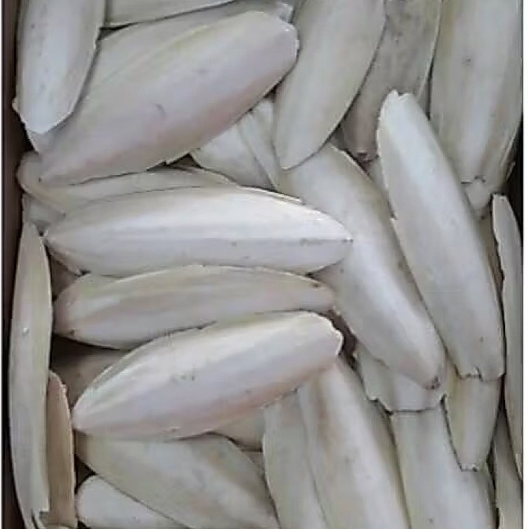 Tulang Sotong jumbo untuk  Burung Lovebird Satuan