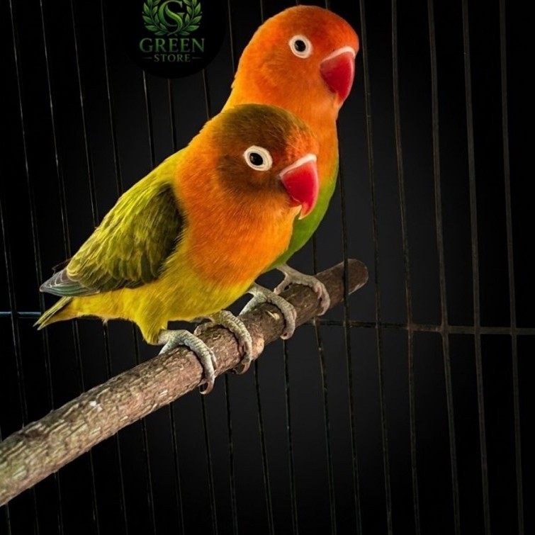 LOVEBIRD JODOAN PRODUKSI( BIOLA EWING GREEN X BIOLA GREEN) PENGIRIMAN INSTANT