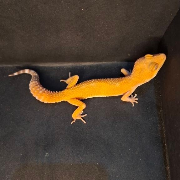 Leopard Gecko Female - Sunglow Tomato - Usia Dewasa Adult Betina Sehat Mulus HG096