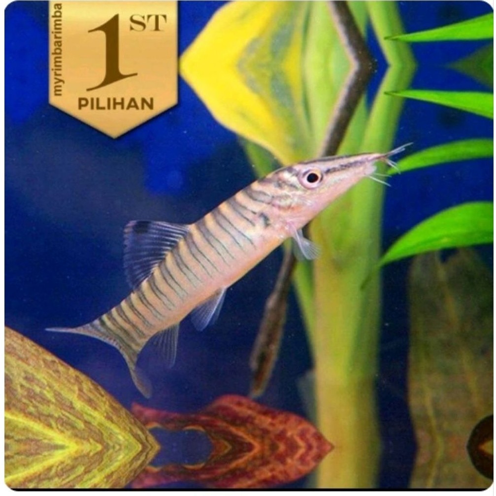Jumbo Botia Green Tiger Ikan Hias Aquascape Hiasan Aquarium Tanaman Air

