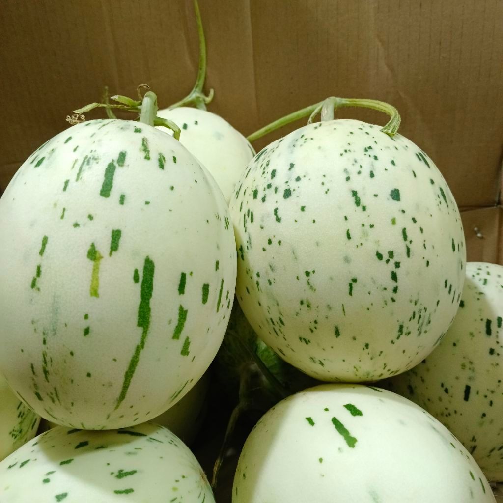 Buah Melon Dalmation / Melon Sudu Manis Renyah