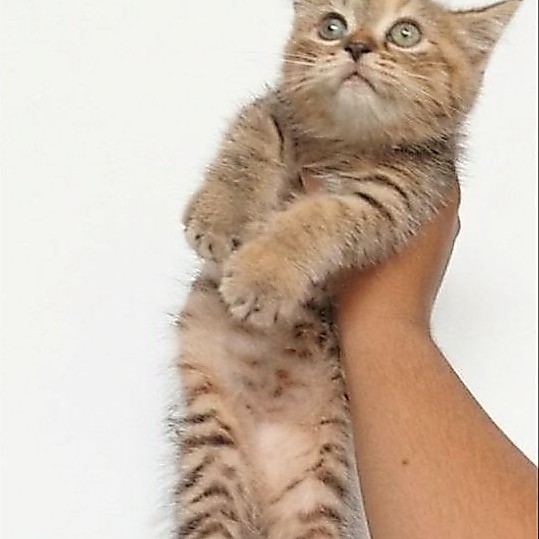 kucing kitten British shorthair Golden black tabby Female