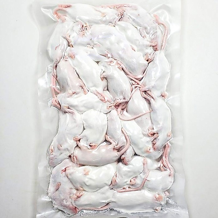 Mencit Frozen / Tikus Putih Beku / Pakan Predator / Size Dewasa Terbaru