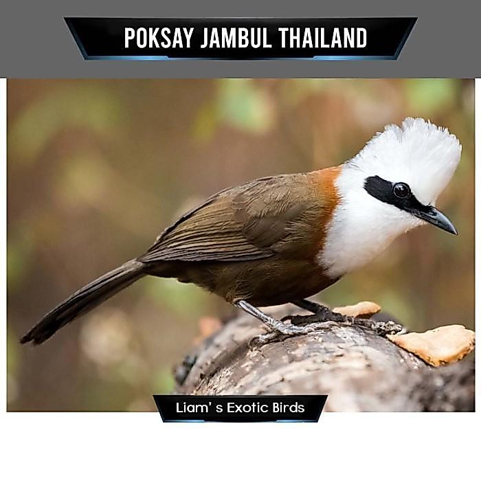 Ready Burung Poksay Jambul Thailand Rawatan Mulus Body Big
