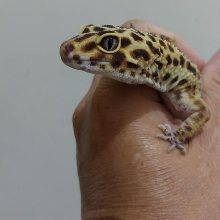 (1) MAINAN GECKO LEOPARD DEWASA, INDUKAN, SEHAT, CAKEP