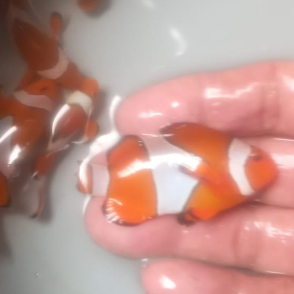 Ikan Hias Laut Clown Fish / Nemo / Ikan Badut