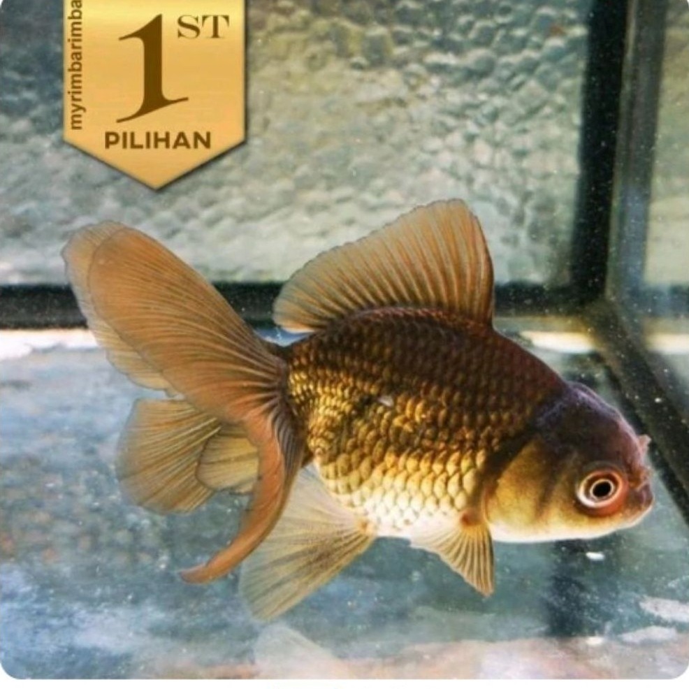Koki Black Oranda Hitam Ikan Hias Aquascape Hiasan Aquarium Tanaman Air