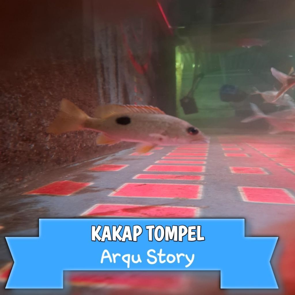 Ikan brackish kakap tompel ikan predator