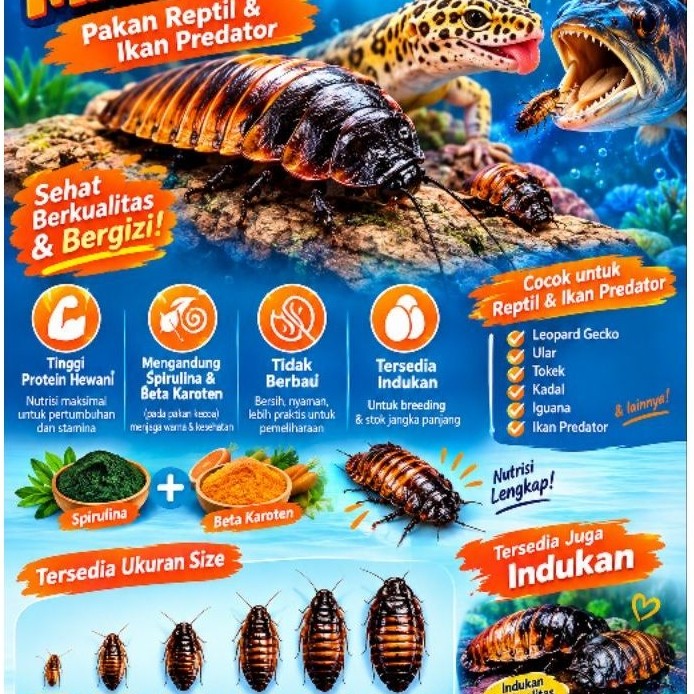 Kecoa madagaskar Kcoa indukan pakan reptil dan ikan predator
