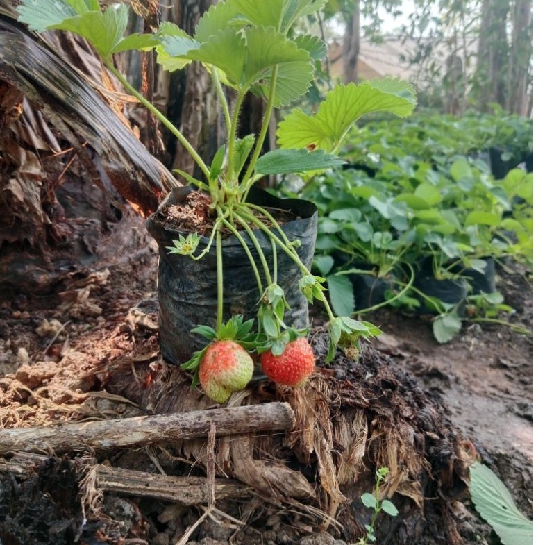 bibit indukan strawberry sudah berbuah