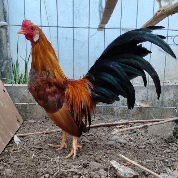 Ayam Jantan Kate Campuran Ayam Hias