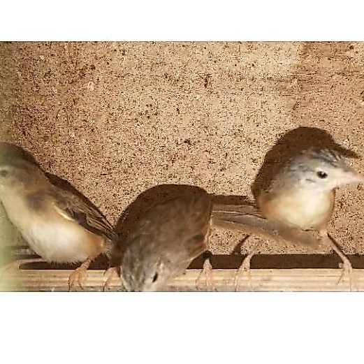 burung cigun mandiri pilihan jantan