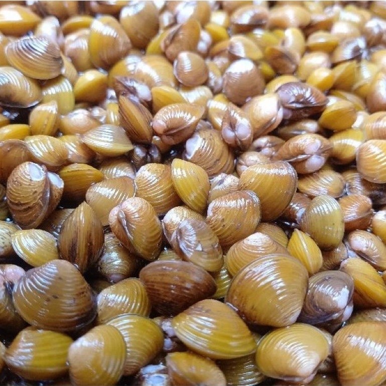 Kerang remis fresh hidup 1 kg