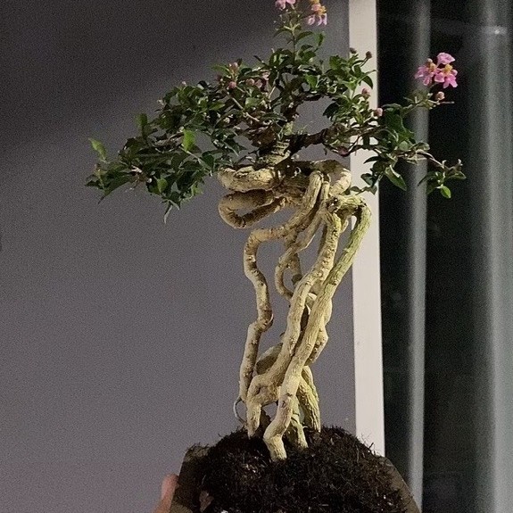 bonsai sakura micro