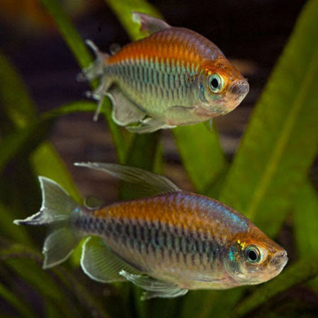 Congo Tetra Jantan 5cm