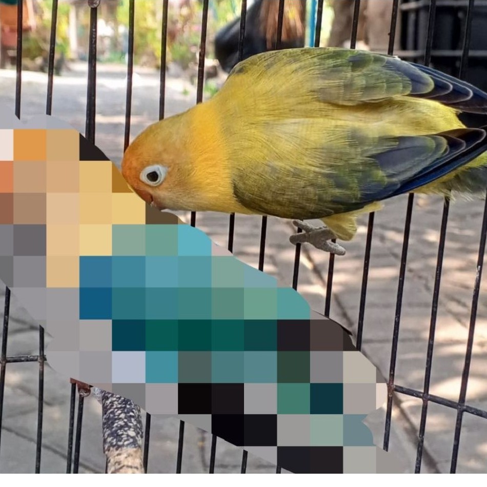 burung Lovebird biola PB euwing vio dewasa