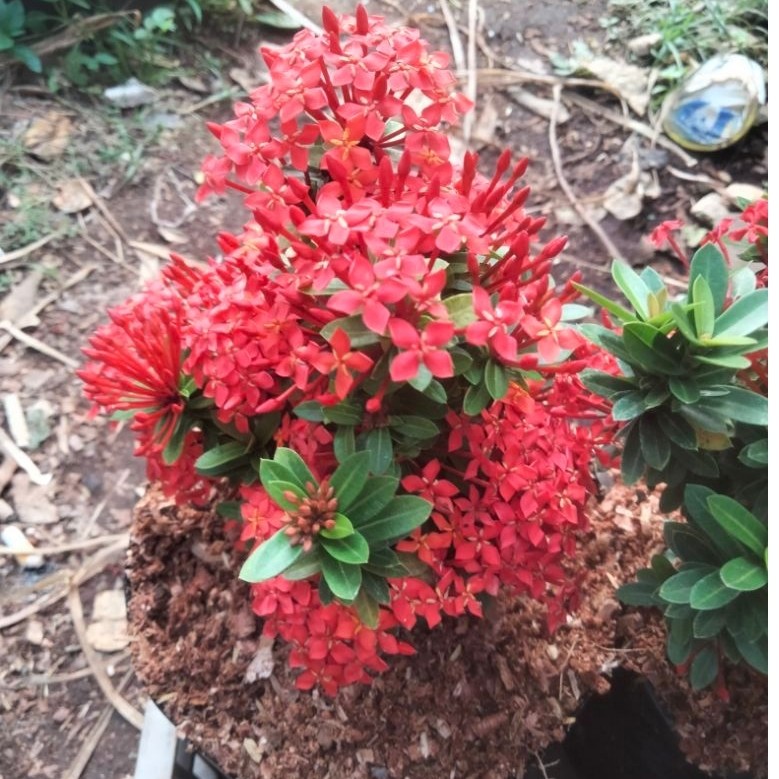 BONSAI ASOKA MIKRO BUNGA LEBAT MEWAH
