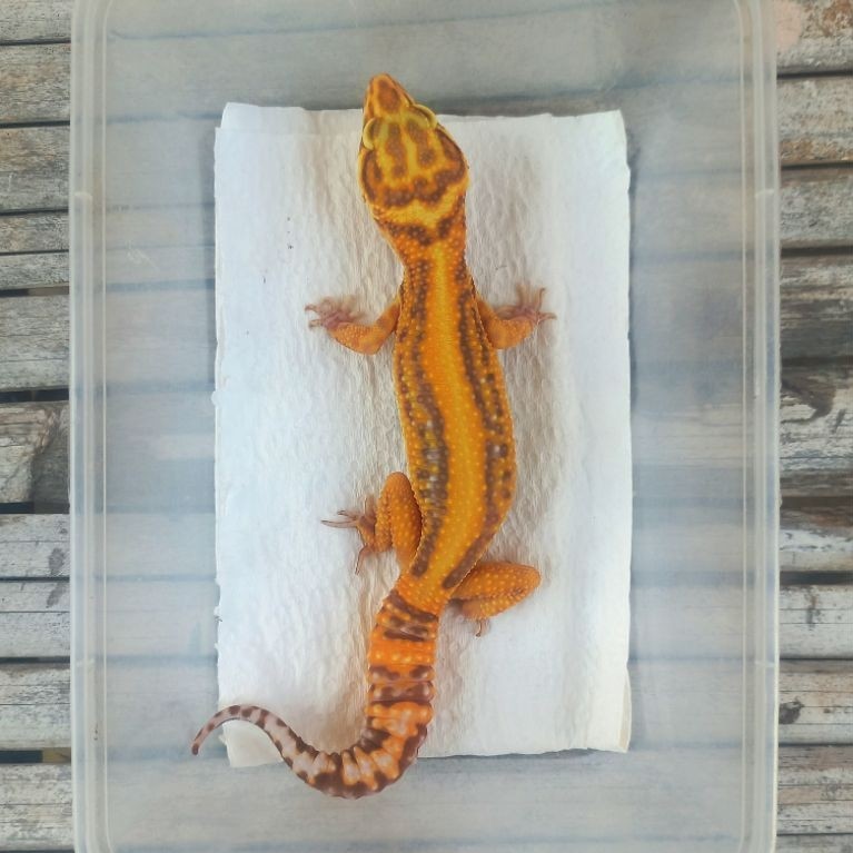MAINAN GECKO TREMPER STRIPE ADULT SESUAI FOTO